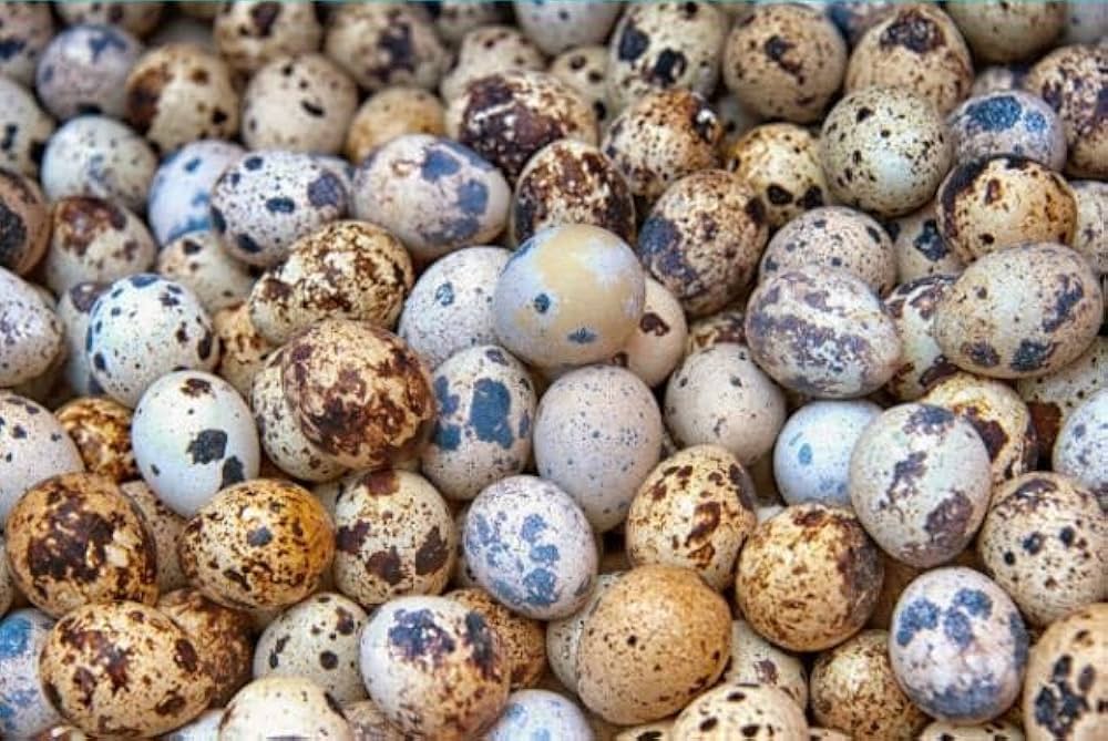 Local pickup only - Quail Eggs