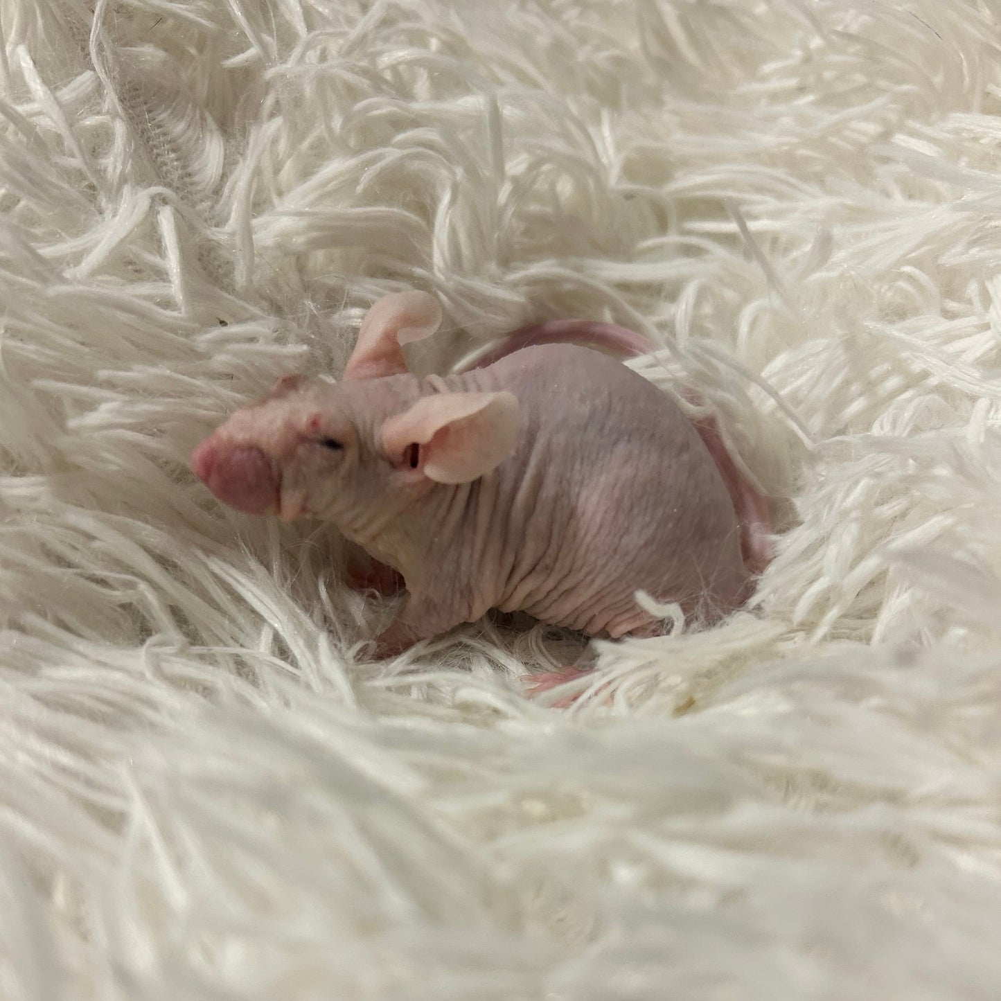 Fancy Mouse