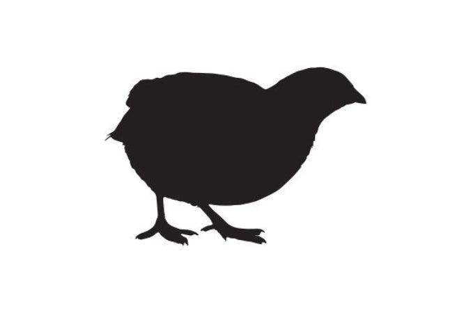 Codorniz - Coturnix gigante