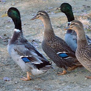 Unsexed Duckling Pair