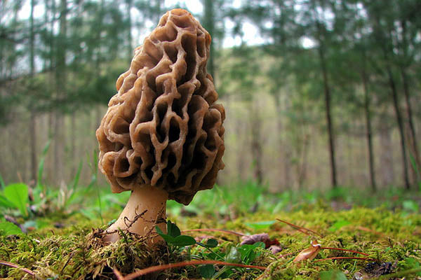 Mushrooms