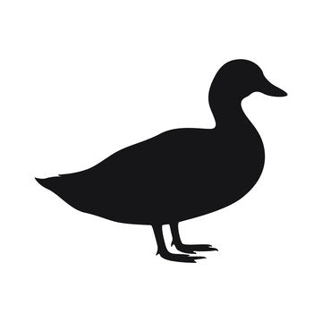 Duck - Wet Hatchling