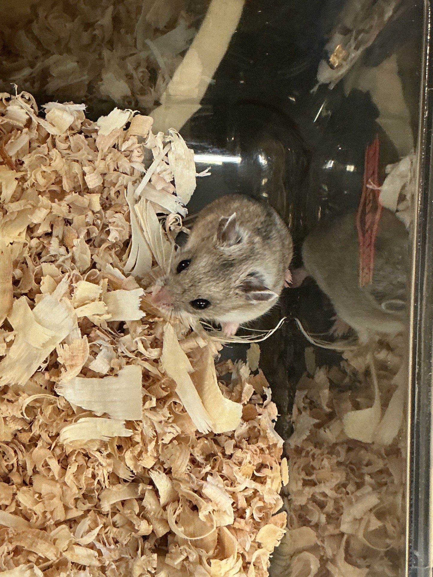 Chinese Dwarf Hamster