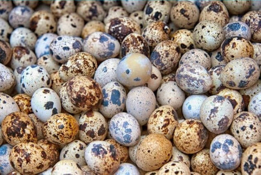 Coturnix Quail - Fertile eggs for hatching