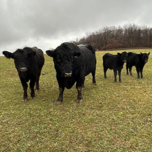 Calf - Heifer