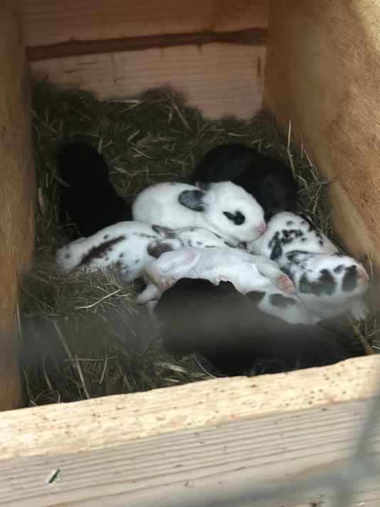 Bunny - English Spot mix - weaned kit