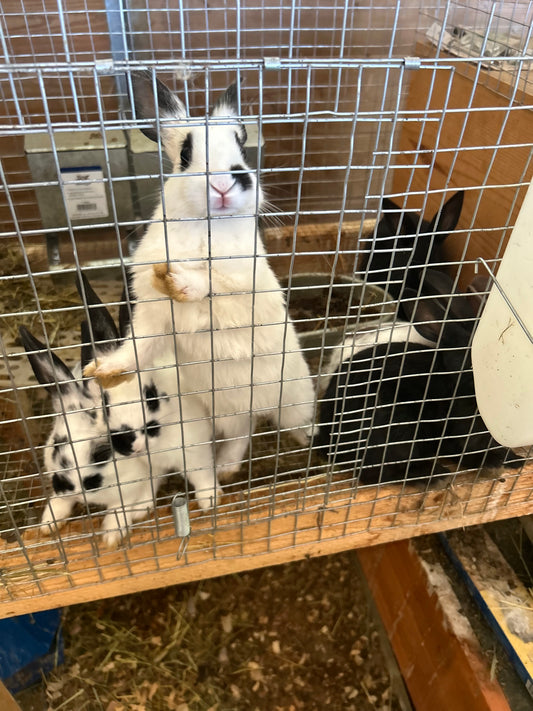 Bunny - English Spot mix - weaned kit