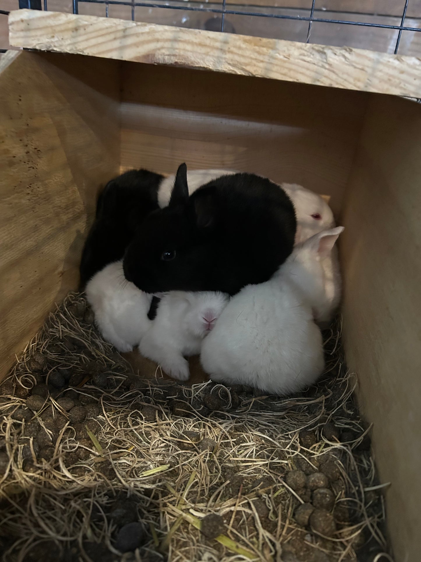 Bunny - Silver Fox mix- weaned kit