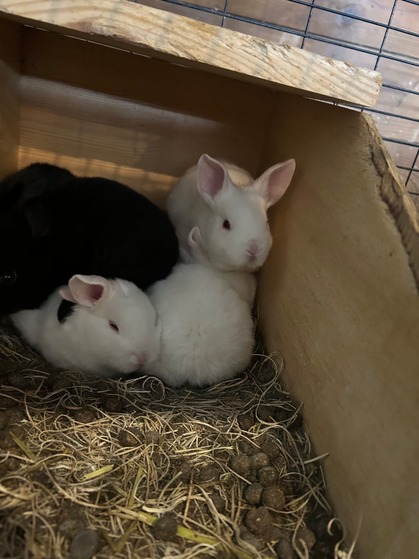Bunny - Silver Fox mix- weaned kit