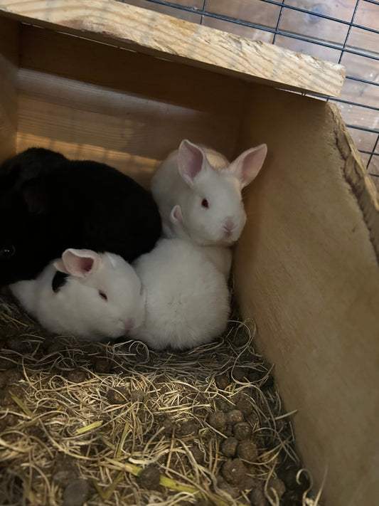 Bunny - Silver Fox mix- weaned kit