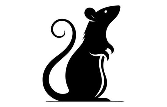 Rat - Live